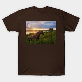 stallion on pasture T-Shirt